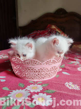 Traditional persian kitten